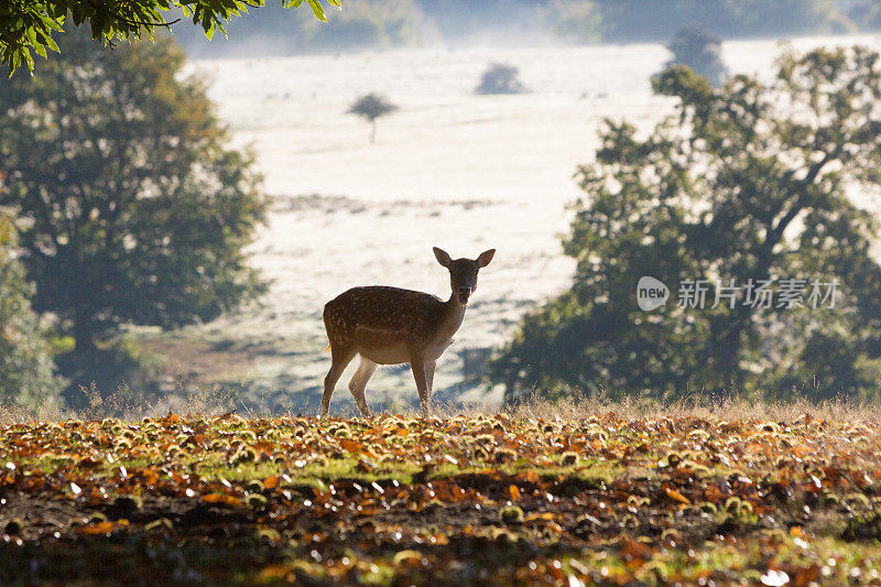 英国Sevenoaks的Knole Park